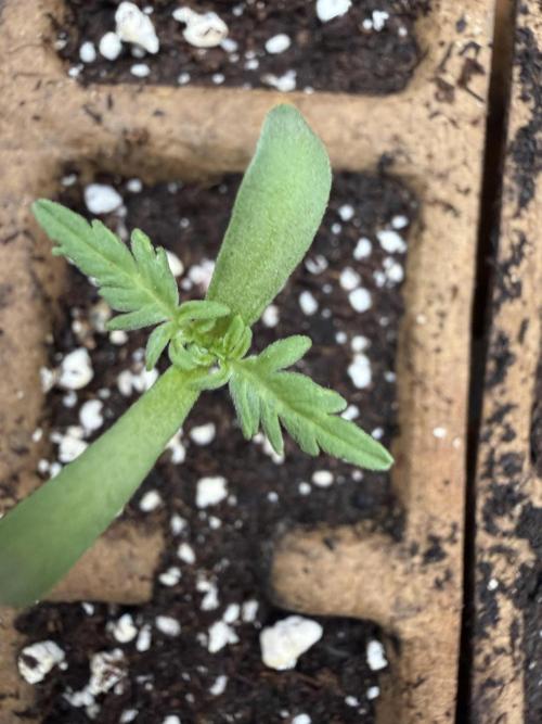 F2 Purple Auto Freak Hunt 400+seeds. Week 1