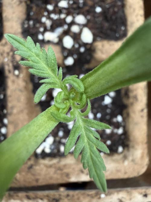 F2 Purple Auto Freak Hunt 400+seeds. Week 1