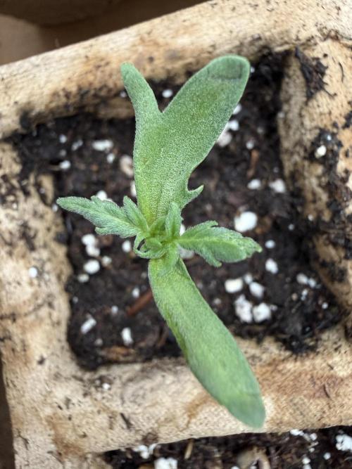 F2 Purple Auto Freak Hunt 400+seeds. Week 1