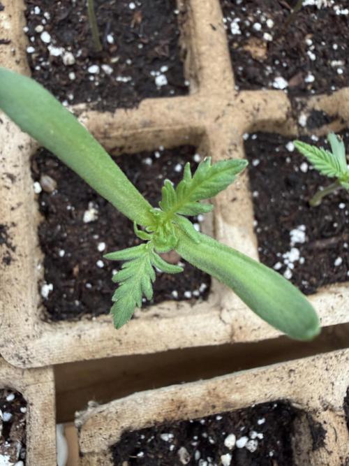 F2 Purple Auto Freak Hunt 400+seeds. Week 1