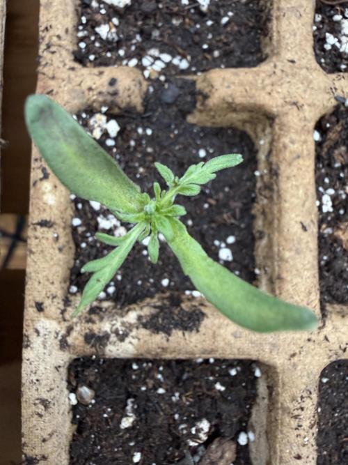 F2 Purple Auto Freak Hunt 400+seeds. Week 1