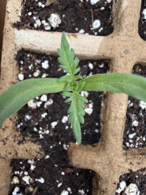 F2 Purple Auto Freak Hunt 400+seeds. Week 1