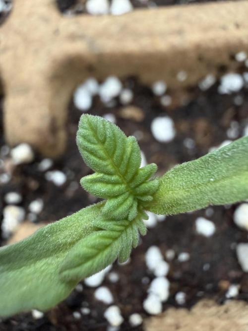 F2 Purple Auto Freak Hunt 400+seeds. Week 1