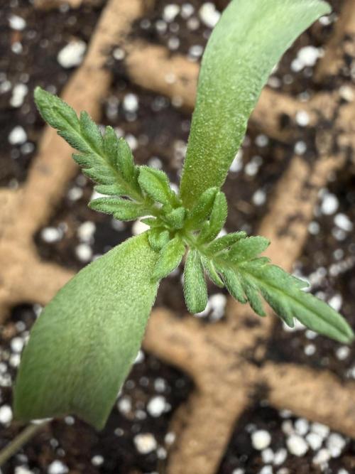 F2 Purple Auto Freak Hunt 400+seeds. Week 1