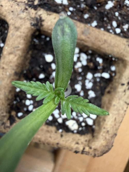 F2 Purple Auto Freak Hunt 400+seeds. Week 1