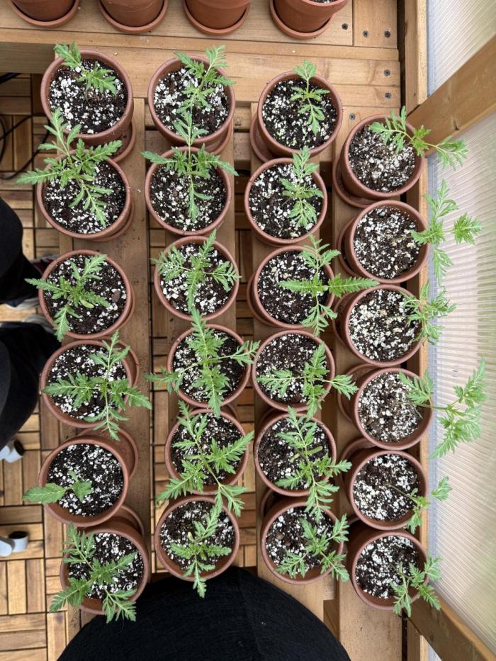F2 Purple Auto Freak Hunt 400+seeds. Week 2 - They’re all working out great! 