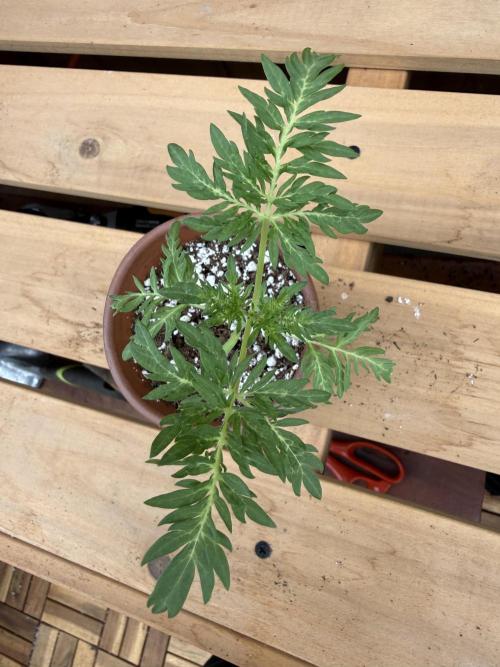 F2 Purple Auto Freak Hunt 400+seeds. Week 3