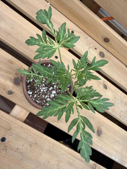 F2 Purple Auto Freak Hunt 400+seeds. Week 3