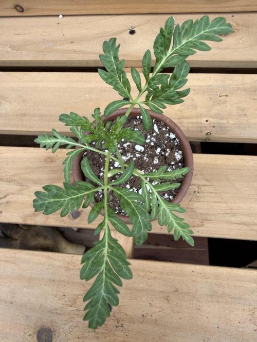 F2 Purple Auto Freak Hunt 400+seeds. Week 3
