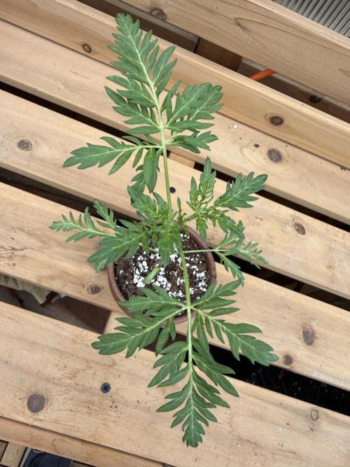 F2 Purple Auto Freak Hunt 400+seeds. Week 3