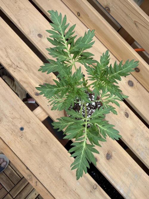 F2 Purple Auto Freak Hunt 400+seeds. Week 3