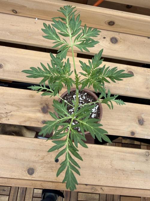 F2 Purple Auto Freak Hunt 400+seeds. Week 3
