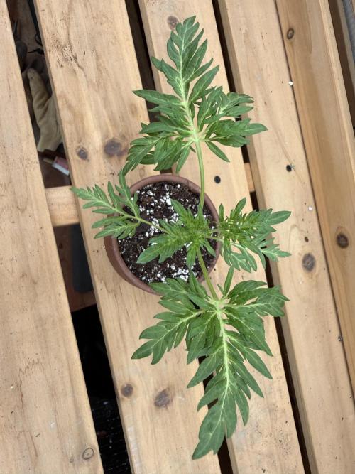 F2 Purple Auto Freak Hunt 400+seeds. Week 3