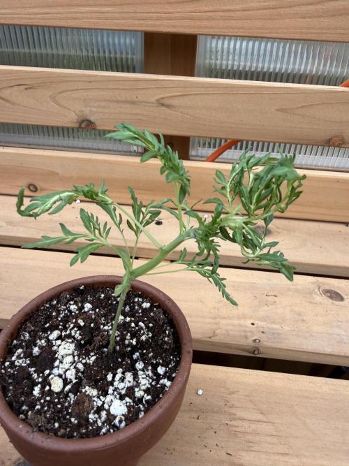 F2 Purple Auto Freak Hunt 400+seeds. Week 3 - My weirdest one!