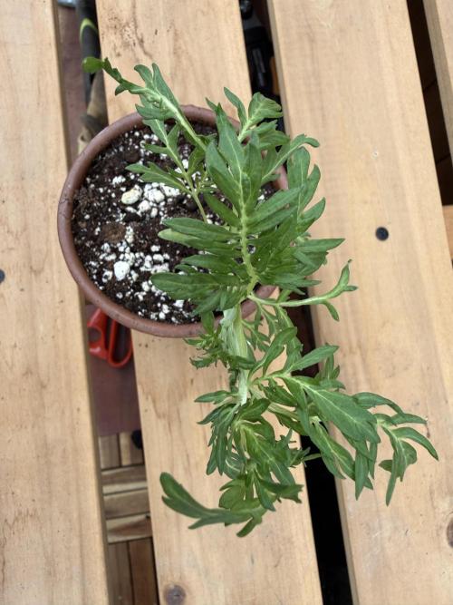F2 Purple Auto Freak Hunt 400+seeds. Week 3