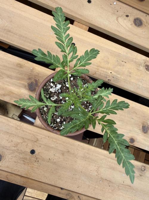 F2 Purple Auto Freak Hunt 400+seeds. Week 3