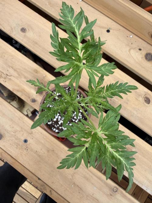 F2 Purple Auto Freak Hunt 400+seeds. Week 3