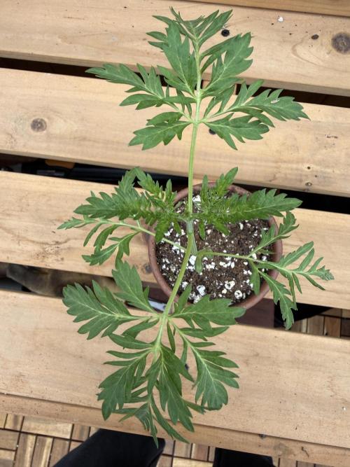 F2 Purple Auto Freak Hunt 400+seeds. Week 3