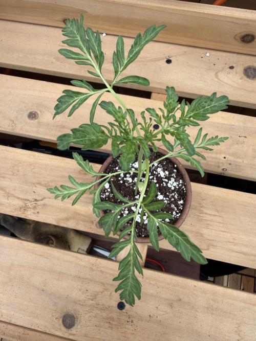 F2 Purple Auto Freak Hunt 400+seeds. Week 3
