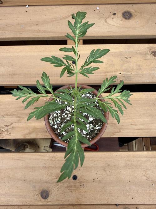 F2 Purple Auto Freak Hunt 400+seeds. Week 3