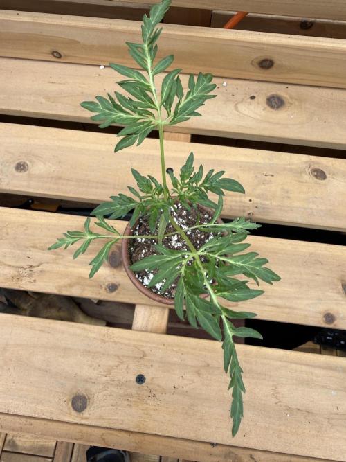 F2 Purple Auto Freak Hunt 400+seeds. Week 3