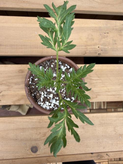 F2 Purple Auto Freak Hunt 400+seeds. Week 3