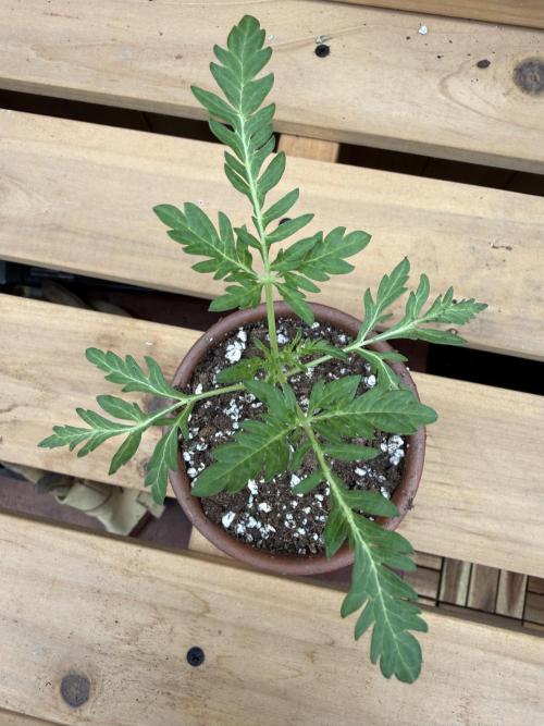 F2 Purple Auto Freak Hunt 400+seeds. Week 3