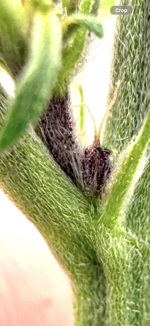 F2 Purple Auto Freak Hunt 400+seeds. Week 4 - Well, she’s gonna be super dark. 
