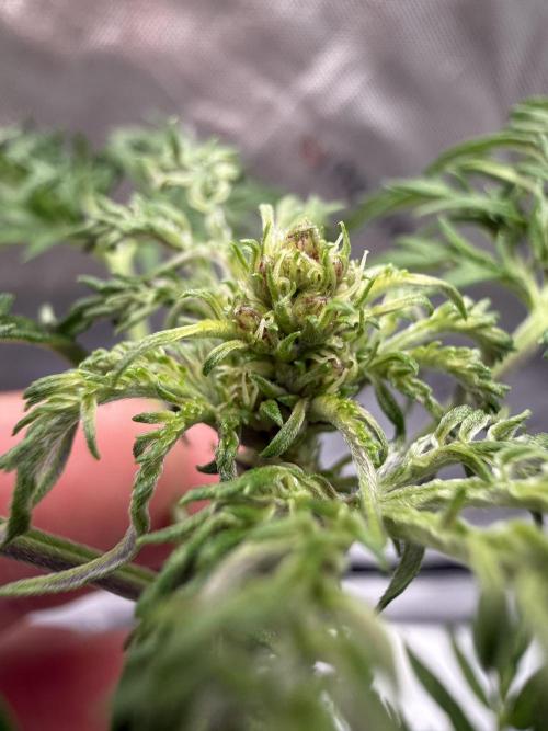 F2 Purple Auto Freak Hunt 400+seeds. Week 4 - The darkness begins early 