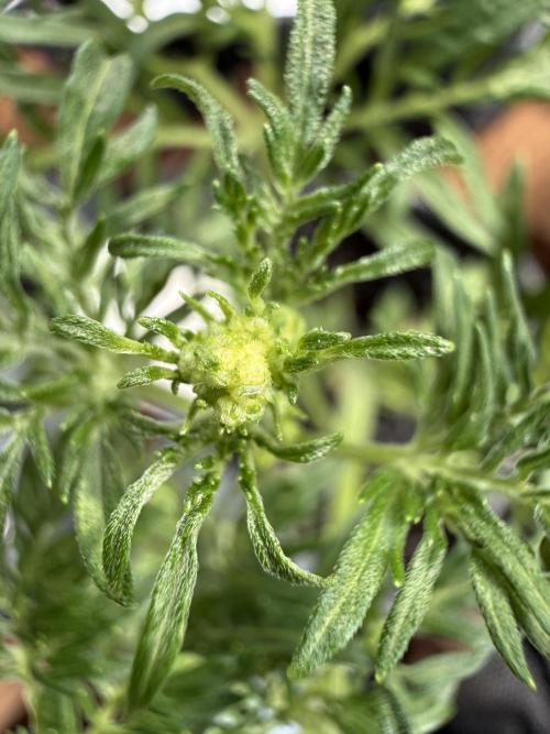 F2 Purple Auto Freak Hunt 400+seeds. Week 4 - The male 