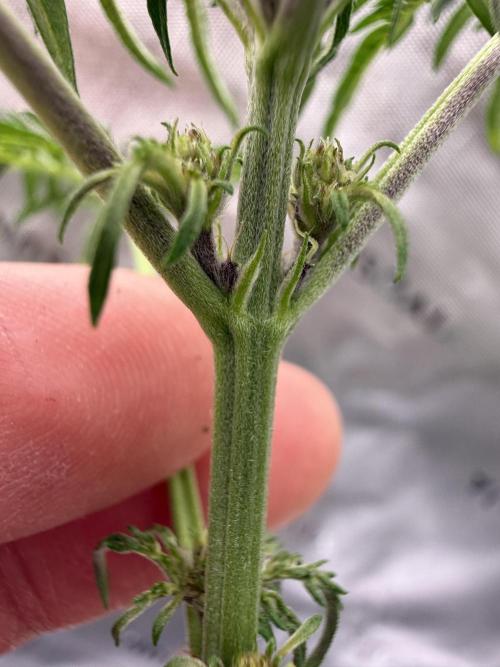 F2 Purple Auto Freak Hunt 400+seeds. Week 4 - Lovely nodes 
