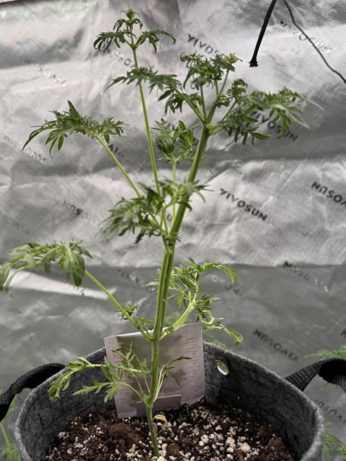 F2 Purple Auto Freak Hunt 400+seeds. Week 4 - He stinks 