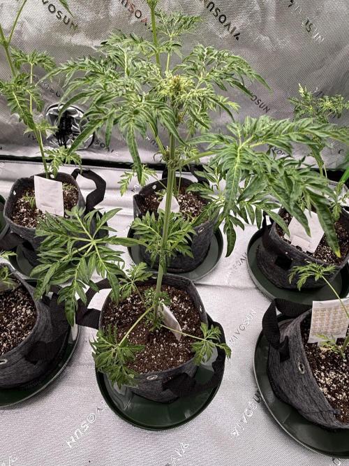 F2 Purple Auto Freak Hunt 400+seeds. Week 4 - Female 