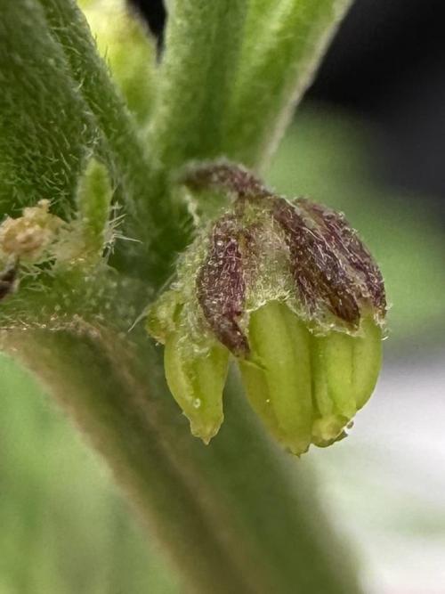 F2 Purple Auto Freak Hunt 400+seeds. Week 5