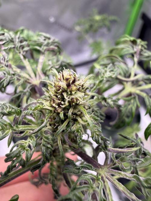 F2 Purple Auto Freak Hunt 400+seeds. Week 5