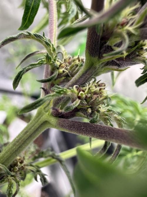 F2 Purple Auto Freak Hunt 400+seeds. Week 5