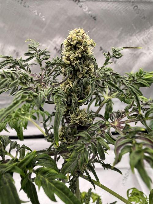 F2 Purple Auto Freak Hunt 400+seeds. Week 6