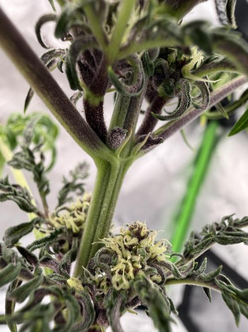 F2 Purple Auto Freak Hunt 400+seeds. Week 6