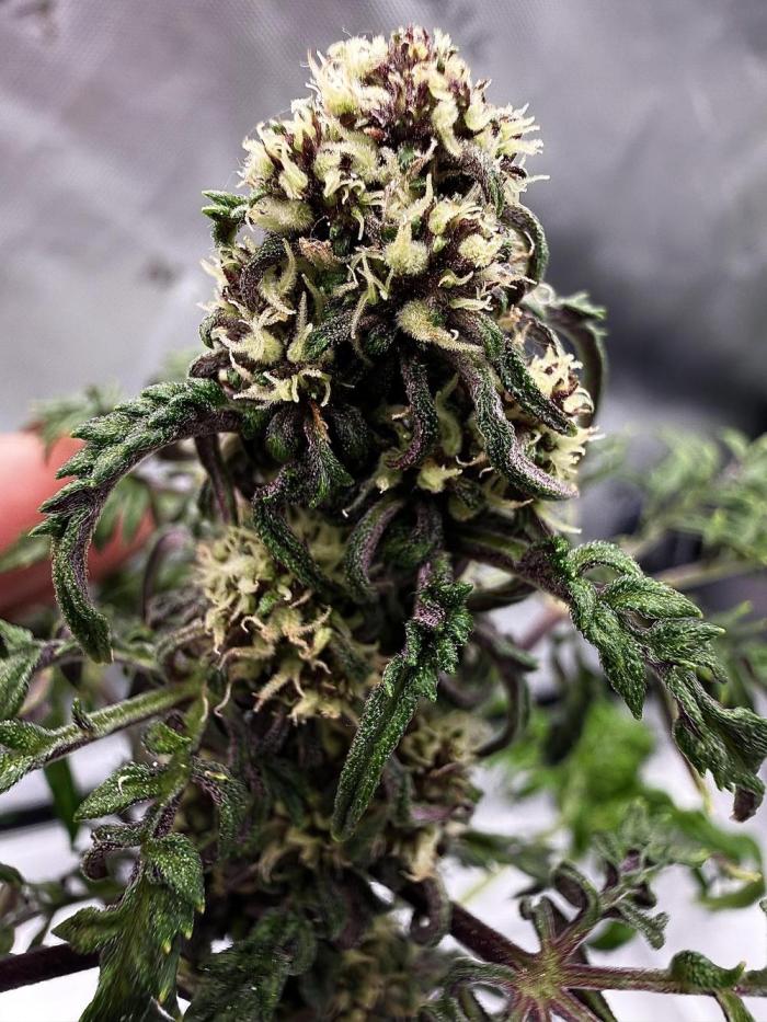 F2 Purple Auto Freak Hunt 400+seeds. Week 7