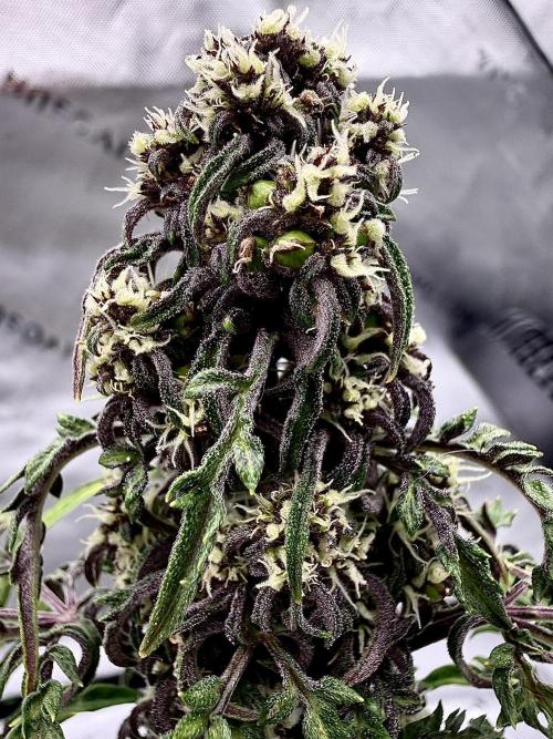 F2 Purple Auto Freak Hunt 400+seeds. Week 8