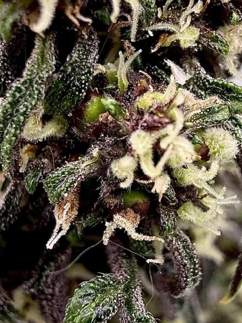 F2 Purple Auto Freak Hunt 400+seeds. Week 8