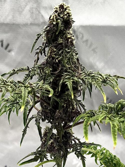 F2 Purple Auto Freak Hunt 400+seeds. Week 8