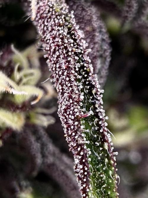 F2 Purple Auto Freak Hunt 400+seeds. Week 9