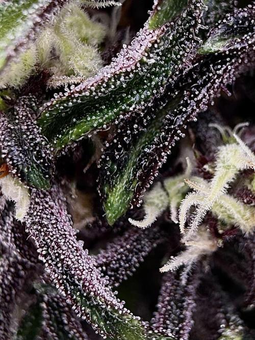 F2 Purple Auto Freak Hunt 400+seeds. Week 9