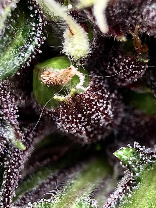 F2 Purple Auto Freak Hunt 400+seeds. Week 9