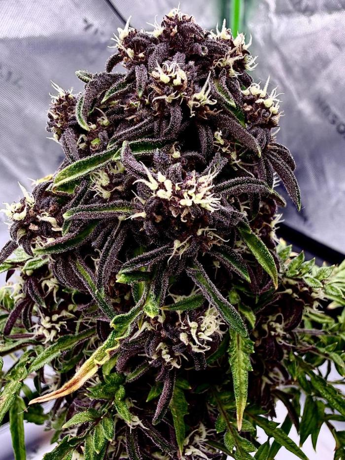F2 Purple Auto Freak Hunt 400+seeds. Week 10
