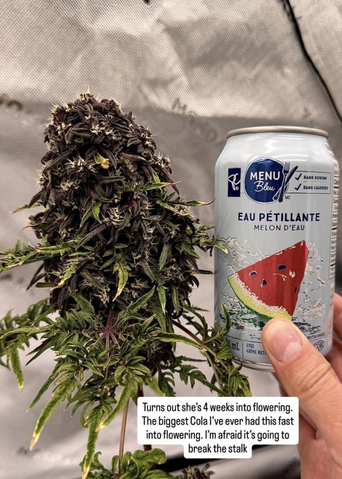 F2 Purple Auto Freak Hunt 400+seeds. Week 11