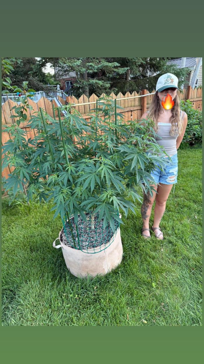 Alladin Kush. Week 12