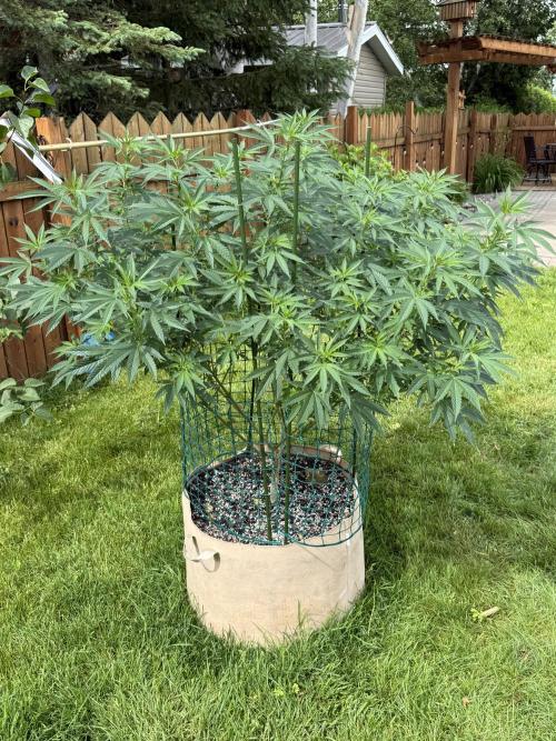 Aladdin Kush. Week 13