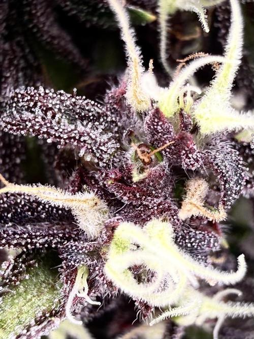 F2 Purple Auto Freak Hunt 400+seeds. Week 12